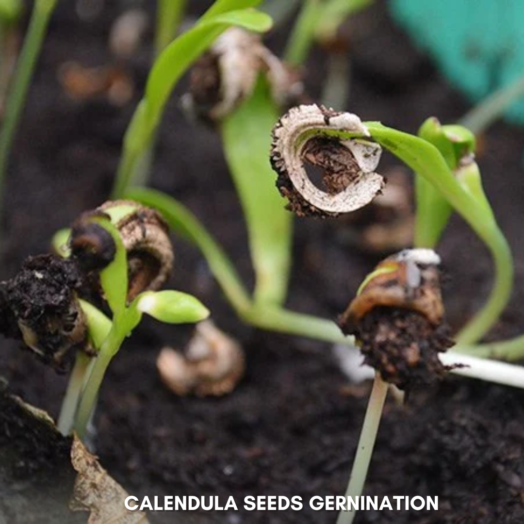 Green Paradise® Calendula Mix (Improved) Seeds Pack