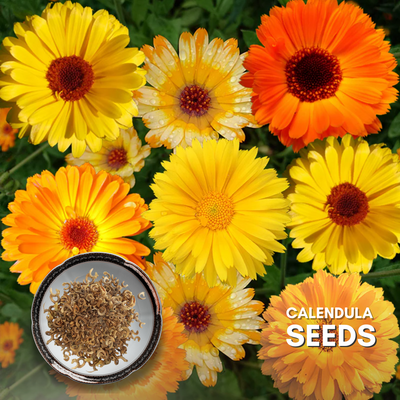 Green Paradise® Calendula Mix (Improved) Seeds Pack