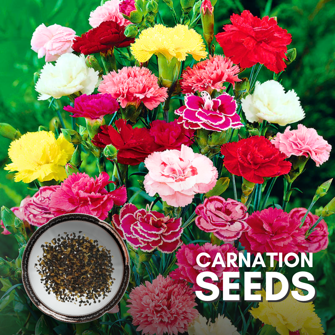 carnation seeds from flower Green Paradise® Carnation Seeds Pack – GreenParadiseLive