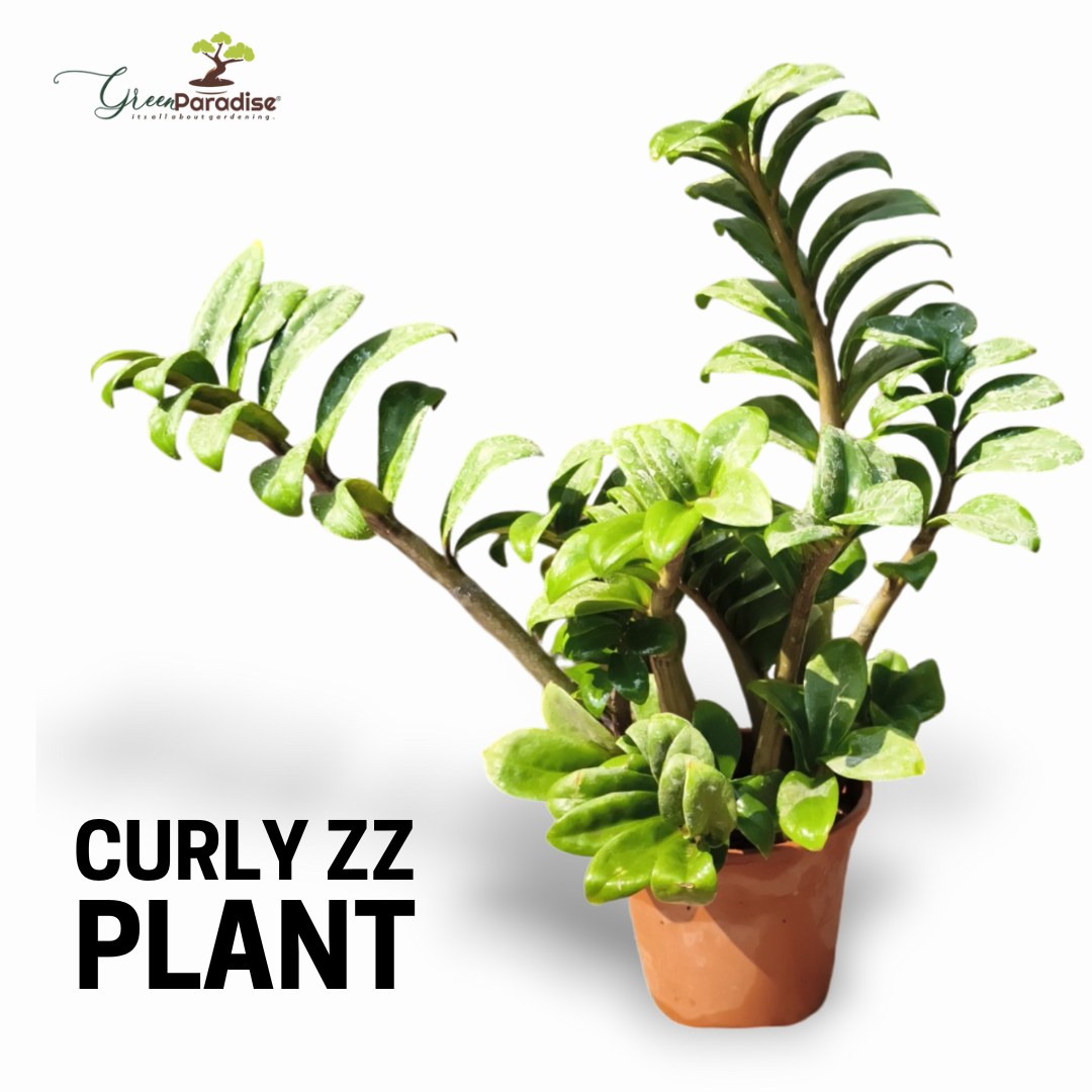 curly zz plant Green Paradise® Curly ZZ Plant Best For Indoor live Plant –  GreenParadiseLive