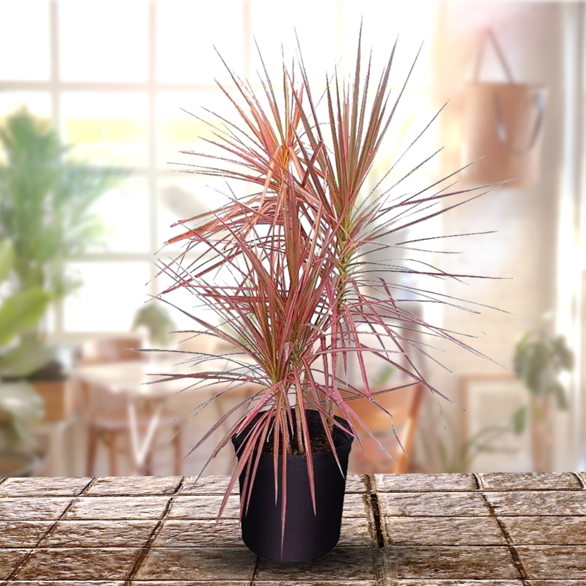 dracaena colorama indoor Dreceana Colorama Indoor Live Plant – GreenParadiseLive