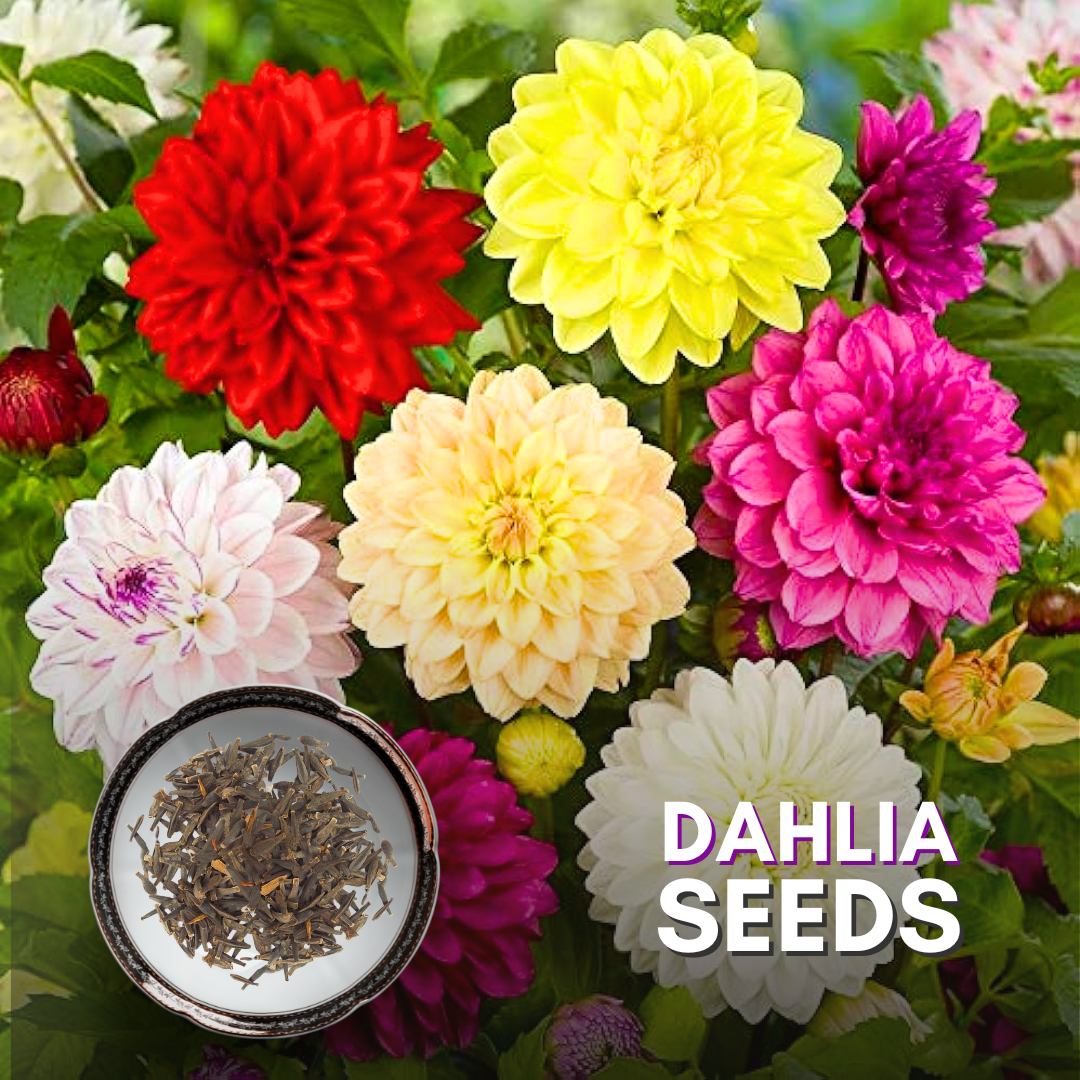 dahlia flower seeds online Green Paradise® Dahlia Flower Seeds Pack – GreenParadiseLive