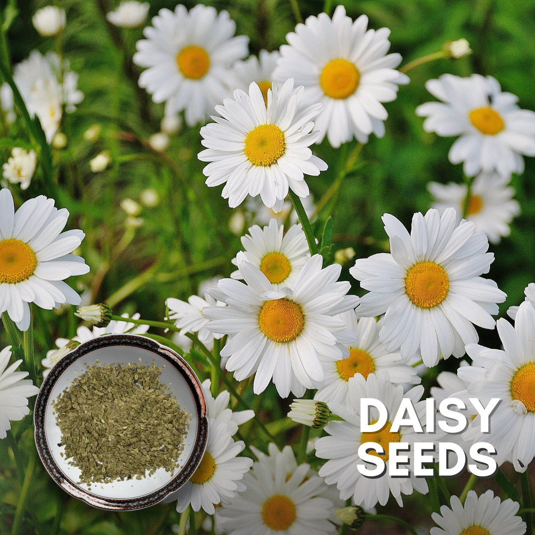 daisy flower seeds online Green Paradise® Daisy Flowers (IMP) Seeds Pack – GreenParadiseLive