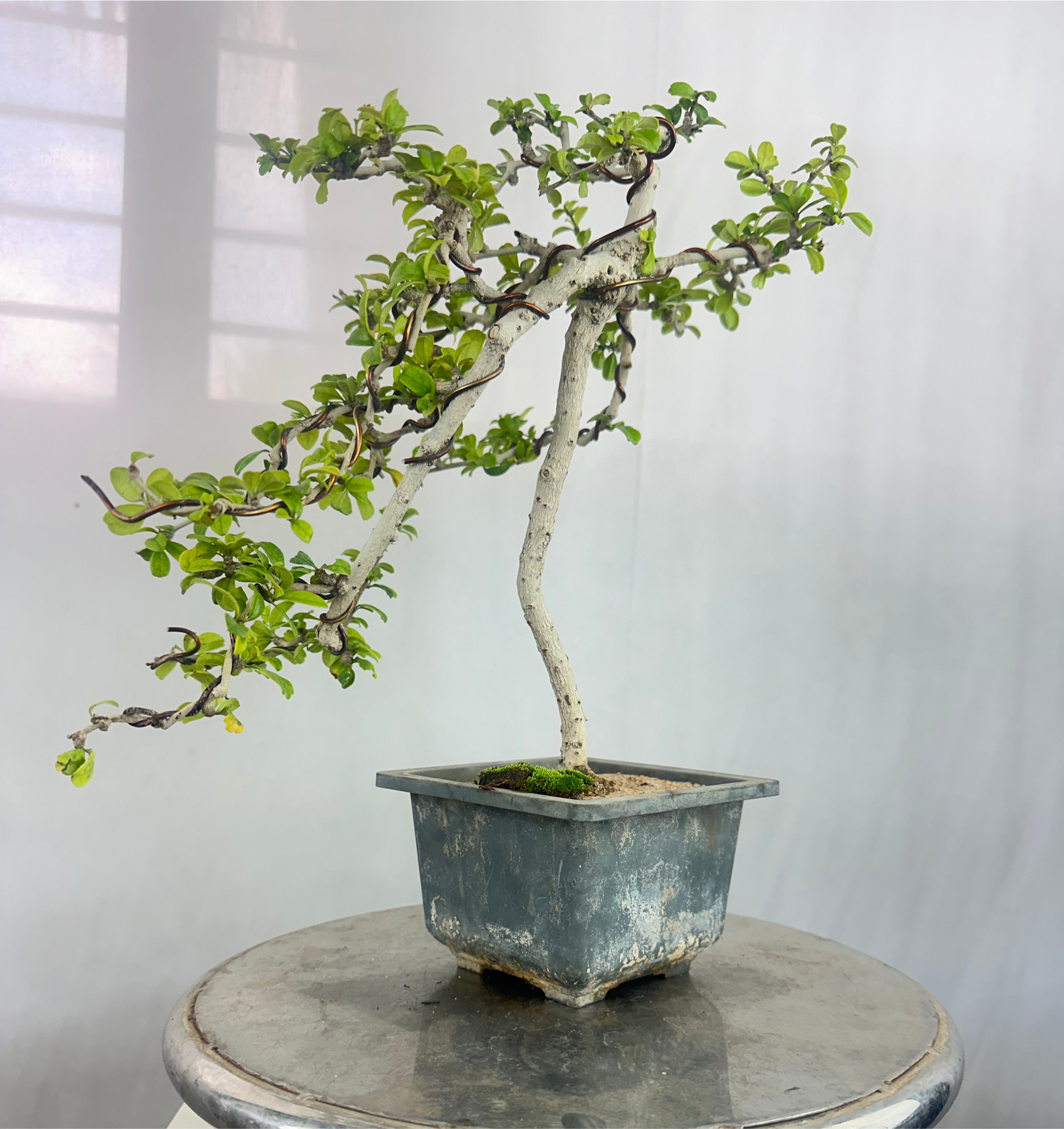 Carmona Bonsai Tree Fukein Tea Bonsai 002 (get the same tree shown in image)