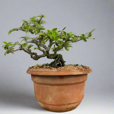 Carmona Mame Bonsai In Training Pot (Get the same tree shown in image )