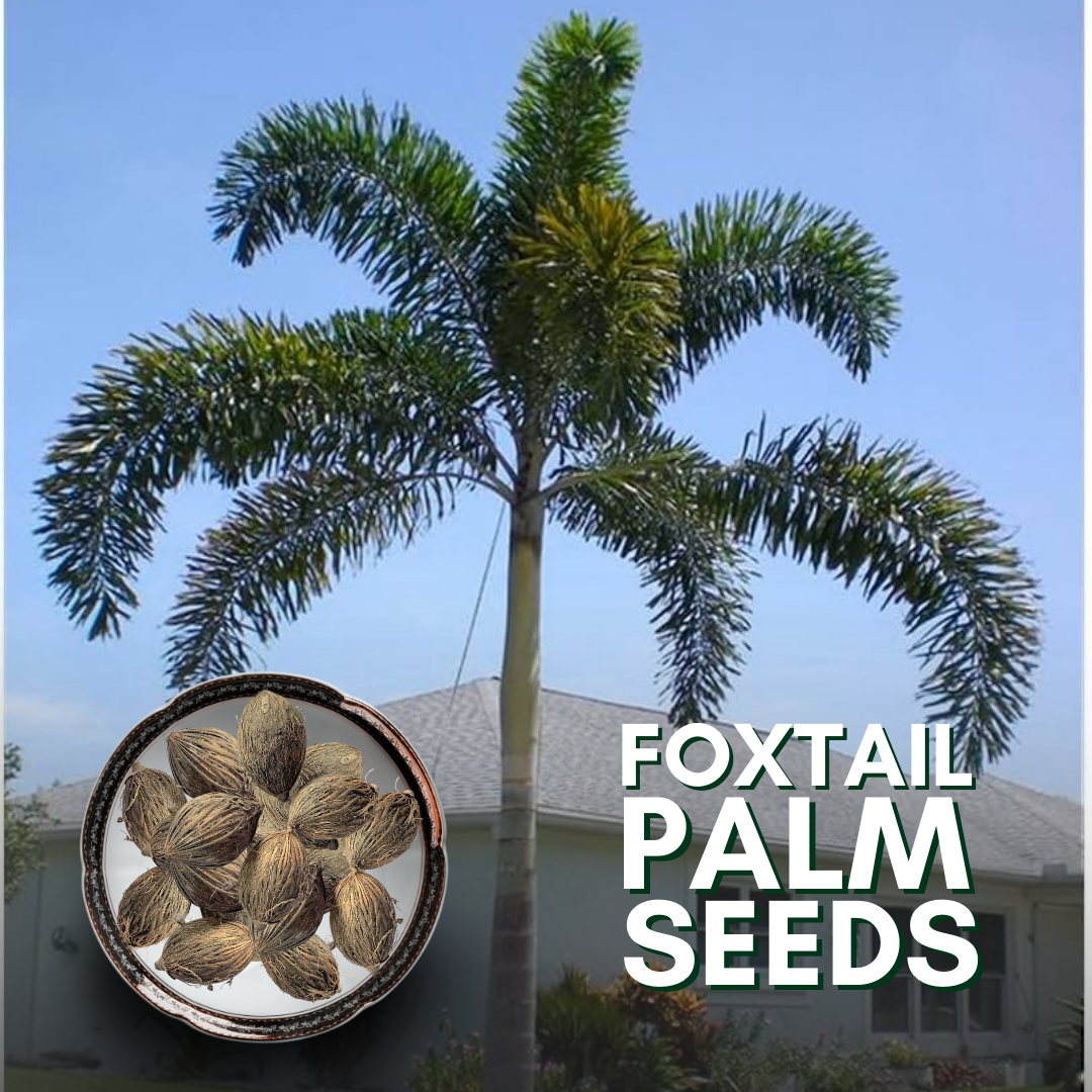 Green Paradise® Foxtail Palm Seeds (Pack of 10 Seeds)
