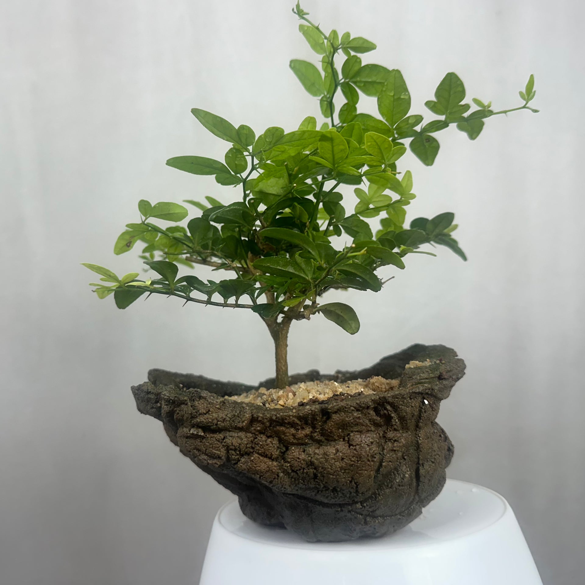 Green Paradise Cherry Lime Bonsai material tree