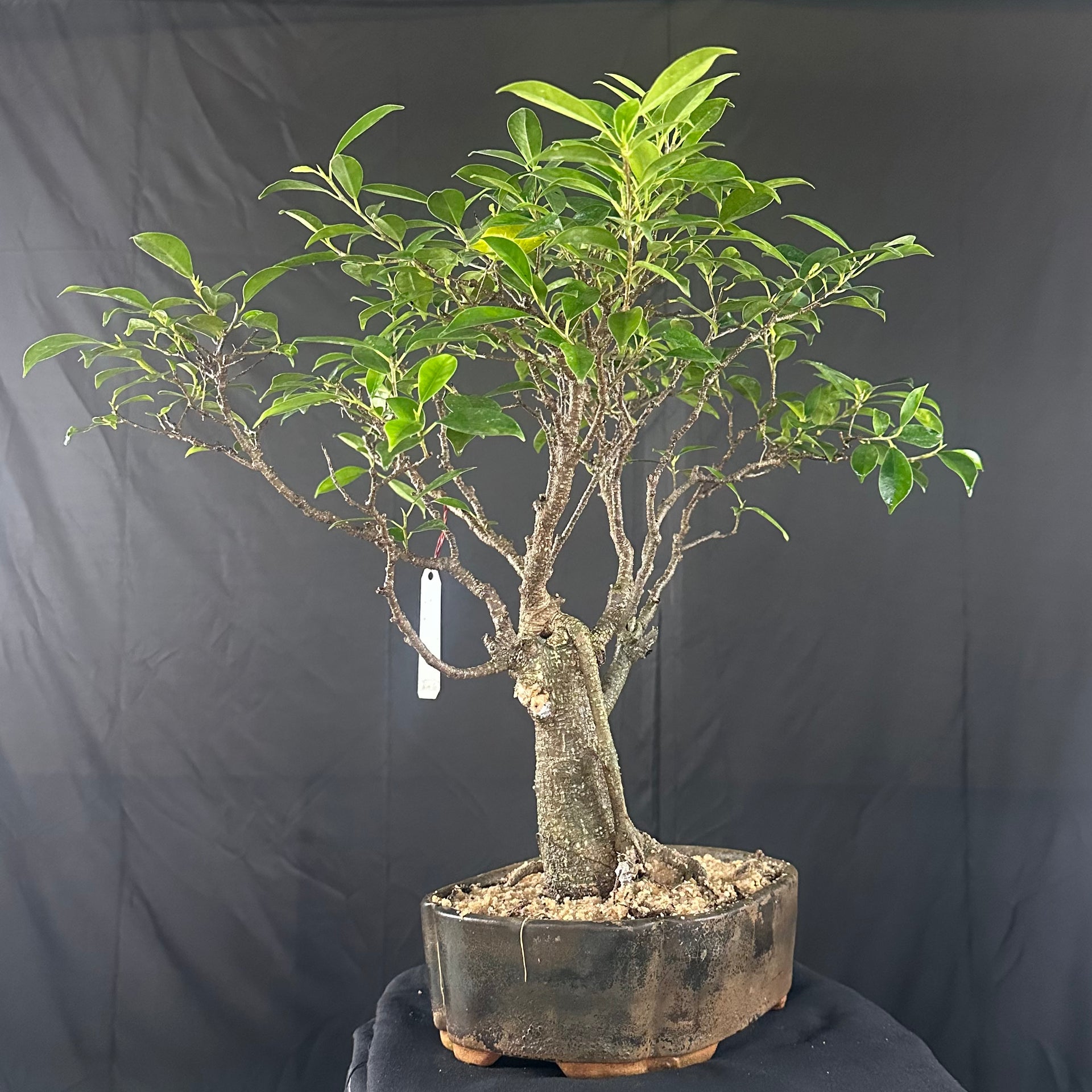 Ficus tigerbark Ficus Microcarpa Bonsai tree