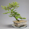 Green Paradise Mini Blue Braya Bonsai Tree 001 (Get The same tree shown in the image )