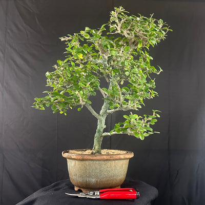 Green Paradise Carmona Bonsai tree code 0144