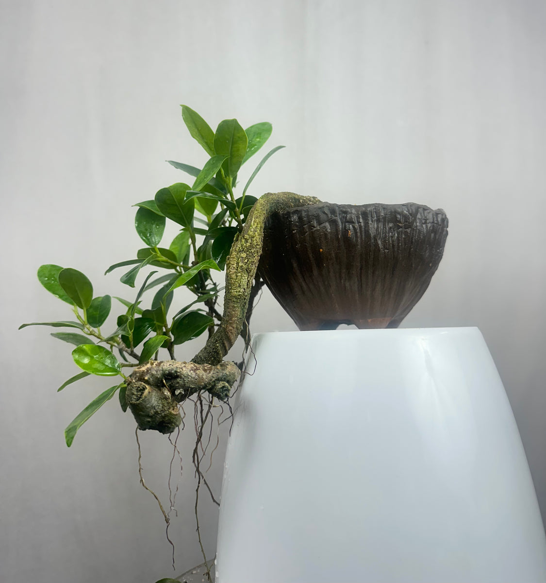 Green Paradise panda ficus Bonsai cascade style tree – GreenParadiseLive