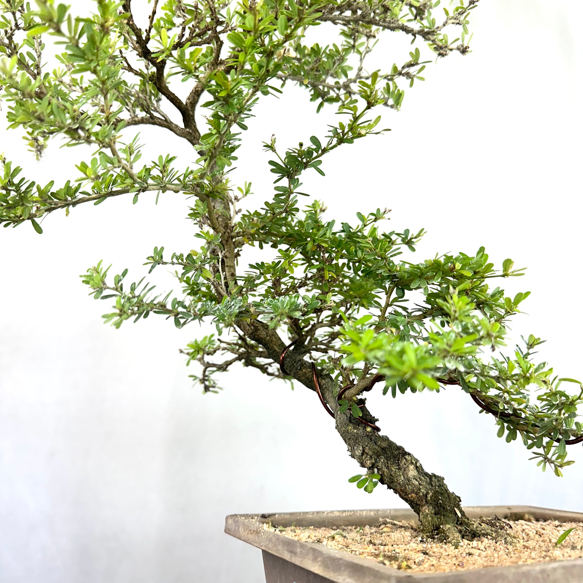 Green Paradise Mini Blue Braya Bonsai Tree 001 (Get The same tree shown in the image )