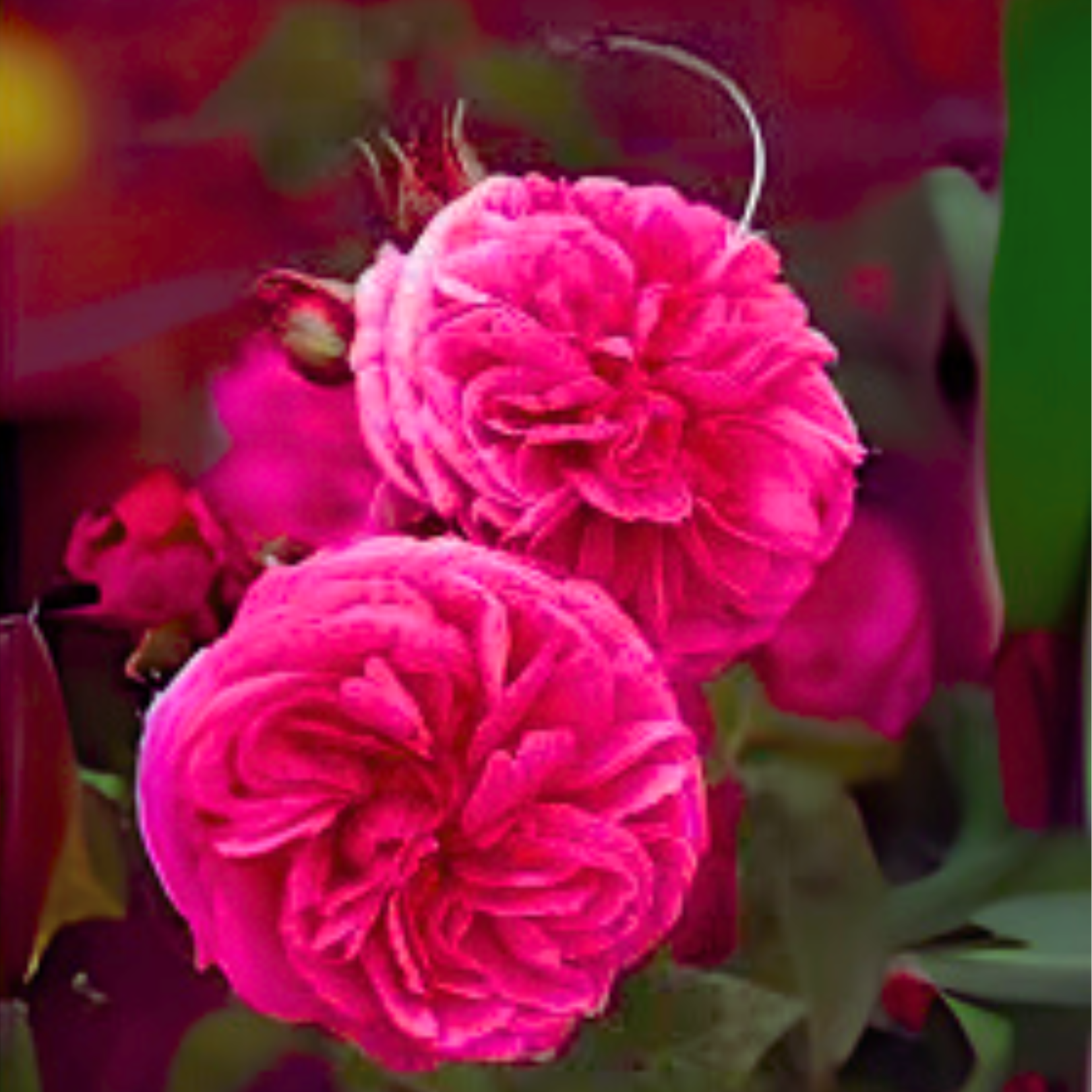 Green Paradise® Gertrude Jekyll Rose Plant – Fragrant English Rose Live Plant