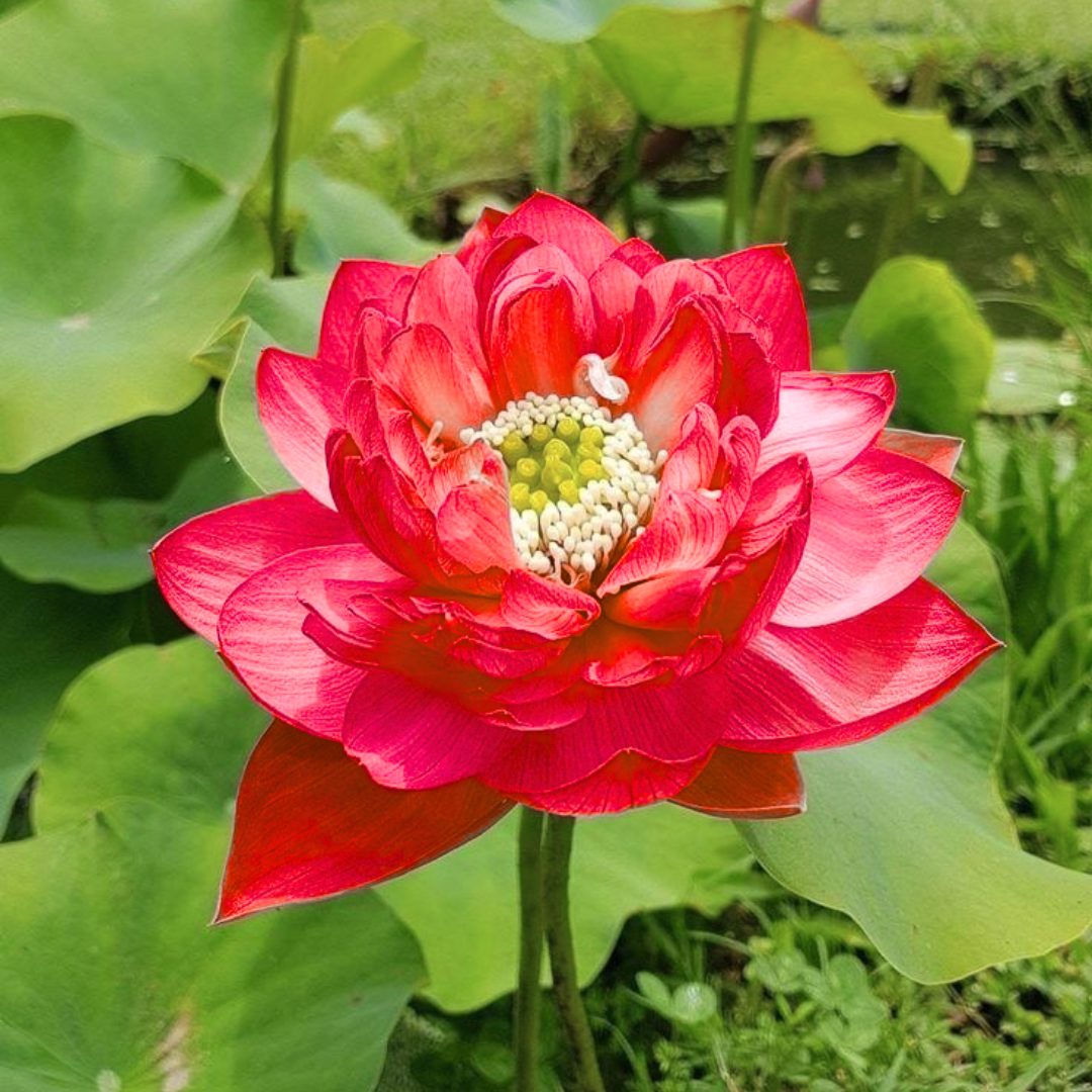 Green Paradise® Pink Lotus Tuber for Pond & Water Gardens – Healthy, Ready to Grow Aquatic Flower Plant Bulb