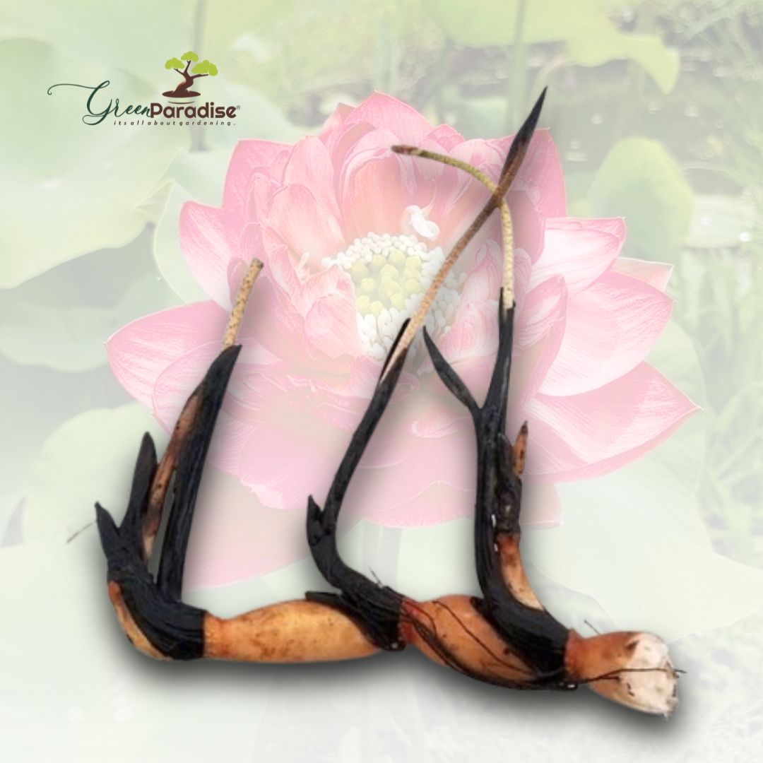 Green Paradise® Pink Lotus Tuber for Pond & Water Gardens – Healthy, Ready to Grow Aquatic Flower Plant Bulb