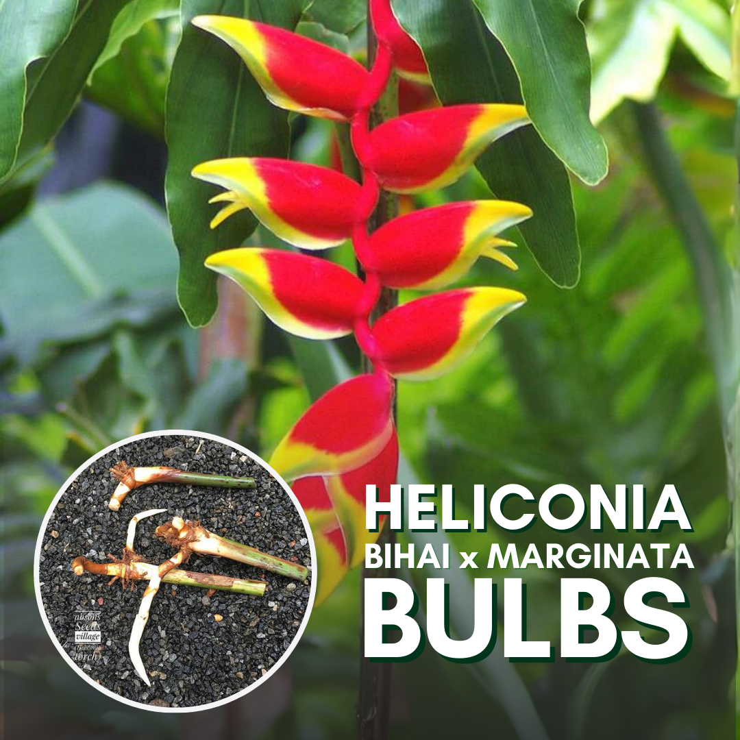 Heliconia Plant Bulbs Heliconia bihai x marginata 'Rauliniana' 5 Bulbs-Green Paradise Live