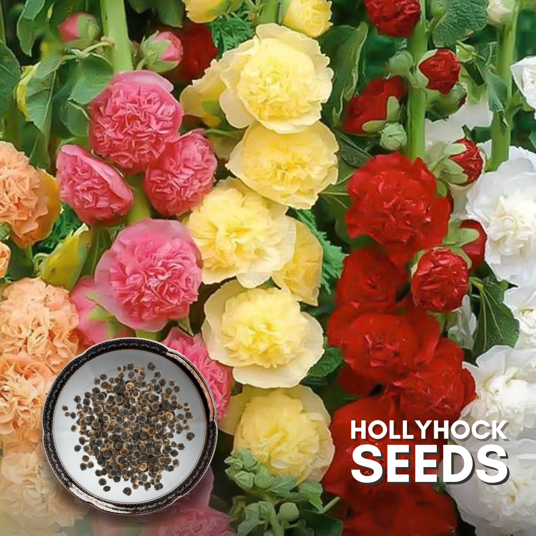 planting hollyhock seeds in pots Green Paradise® Hollyhock Flower (Improved) Seeds Pack – GreenParadiseLive