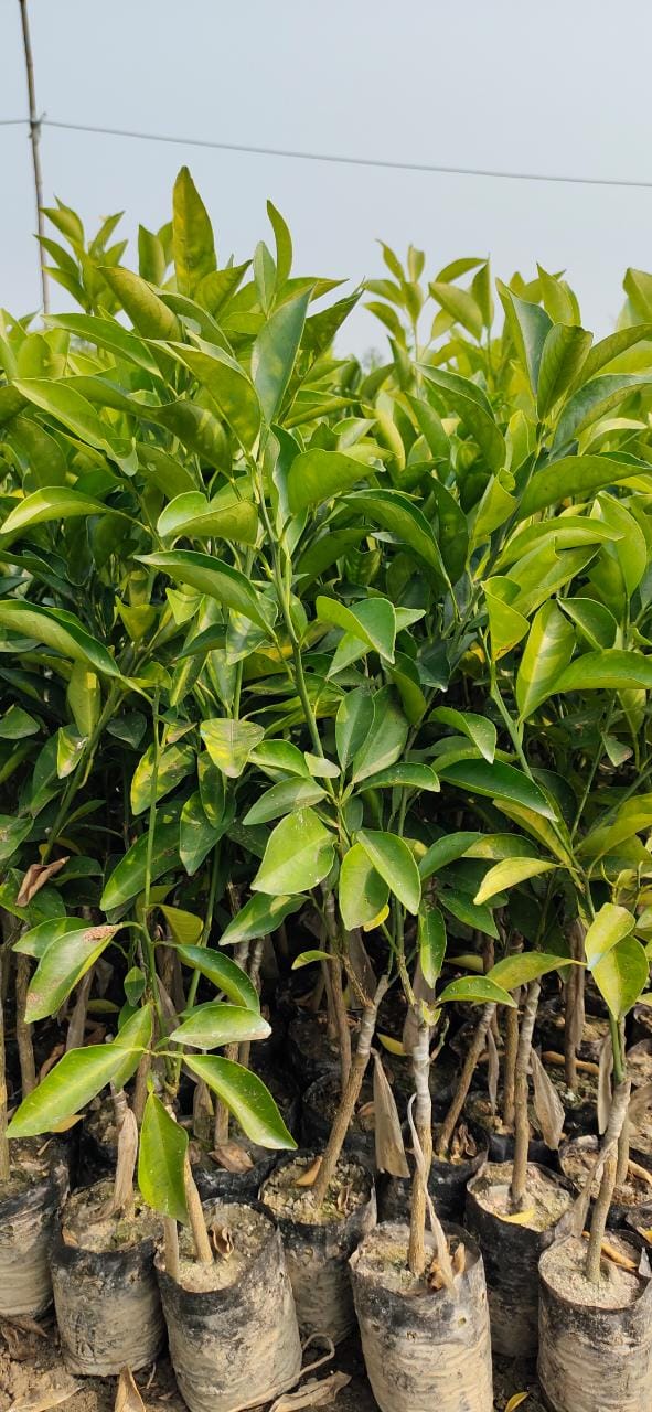 Green paradise Vietnamese Malta new yellow Malta live Grafted Plant