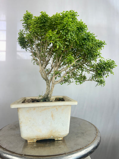 Muraya compacta bonsai tree 001 (Get the same tree shown in image)