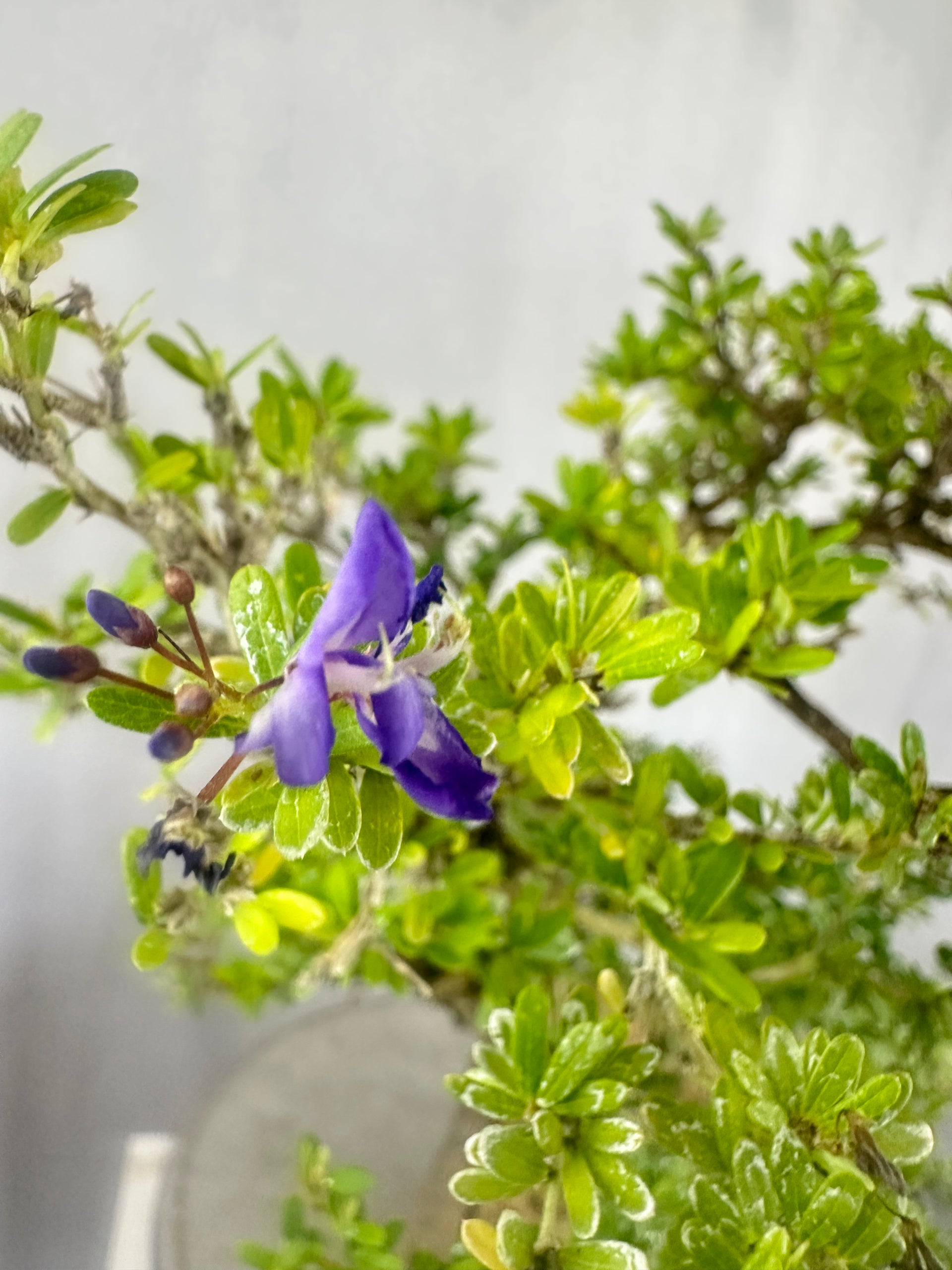 Green Paradise Mini Blue Braya Bonsai Tree 001 (Get The same tree shown in the image )