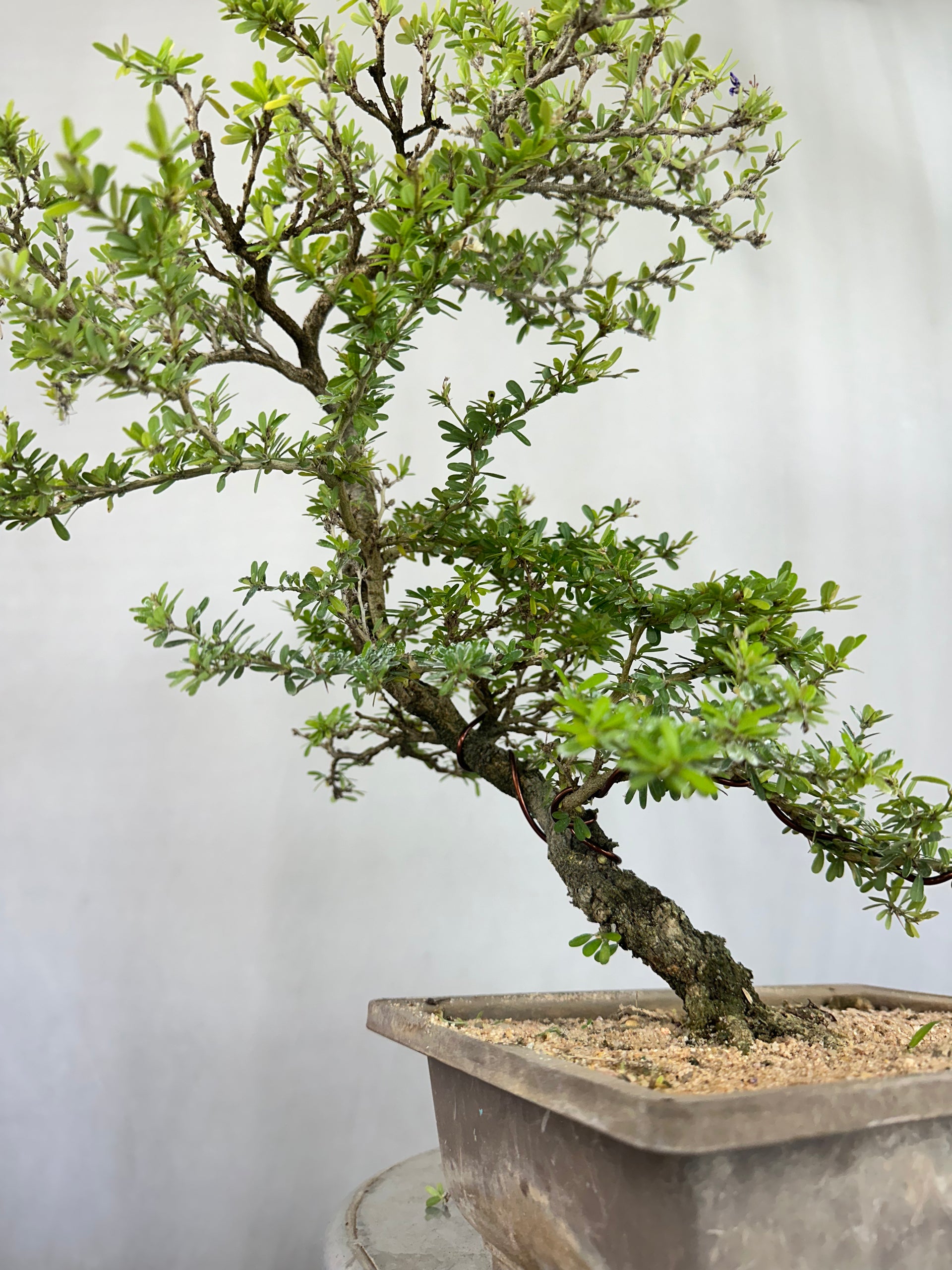 Green Paradise Mini Blue Braya Bonsai Tree 001 (Get The same tree shown in the image )