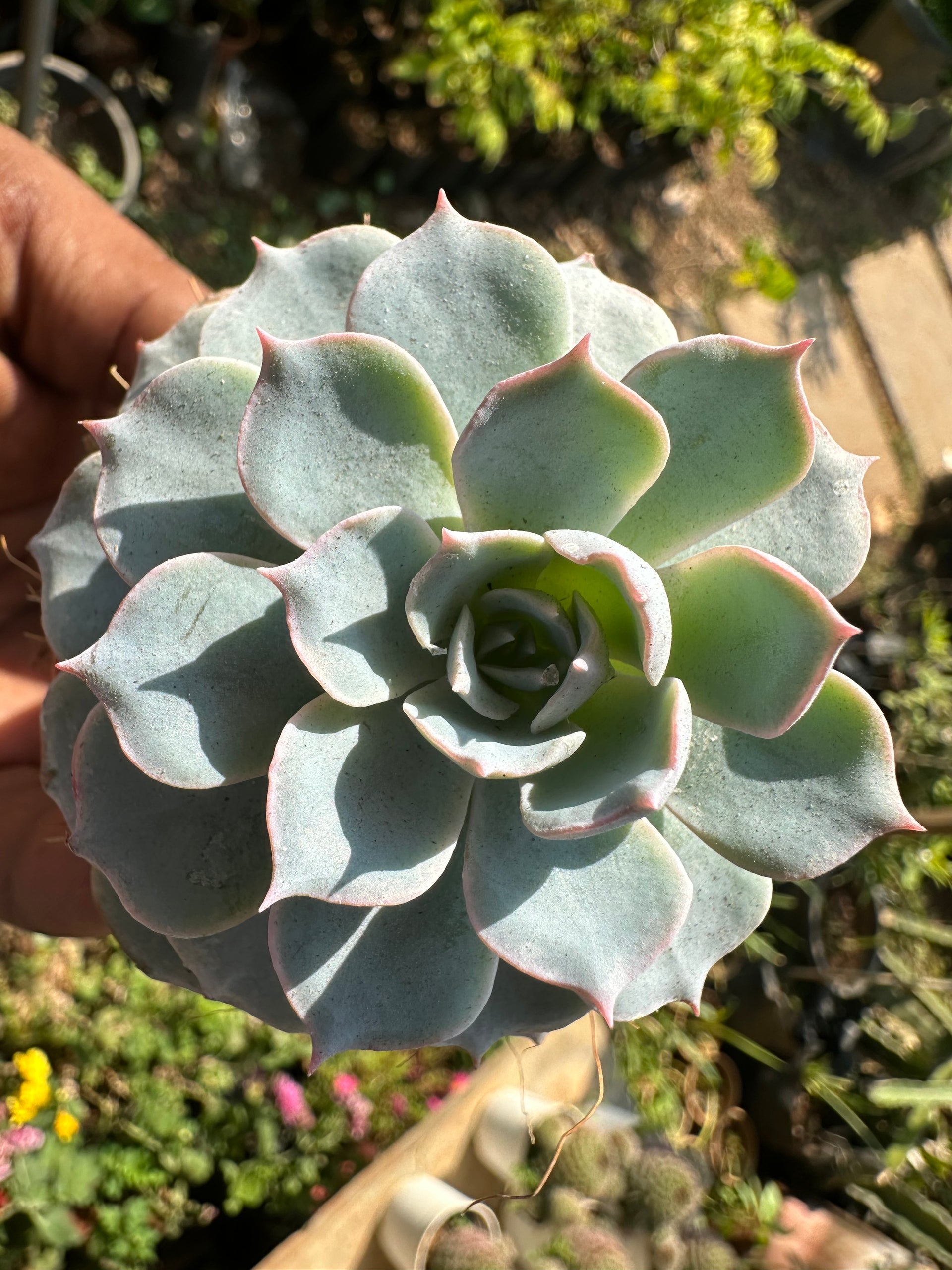 Sempervivum calcareum Fire Dragon Laxmi Kamal Plant Live Succulent Plant With Pot