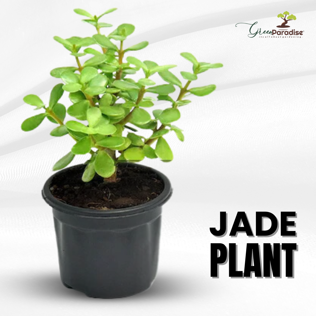 good luck jade plant Green Paradise® Jade Plant “Good Luck Plant” with Pot – GreenParadiseLive