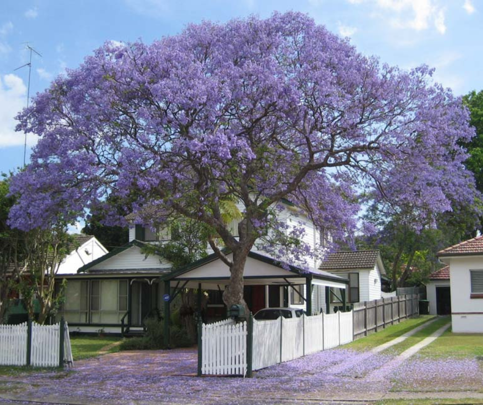 Green Paradise Jacaranda Mimosifolia Plant