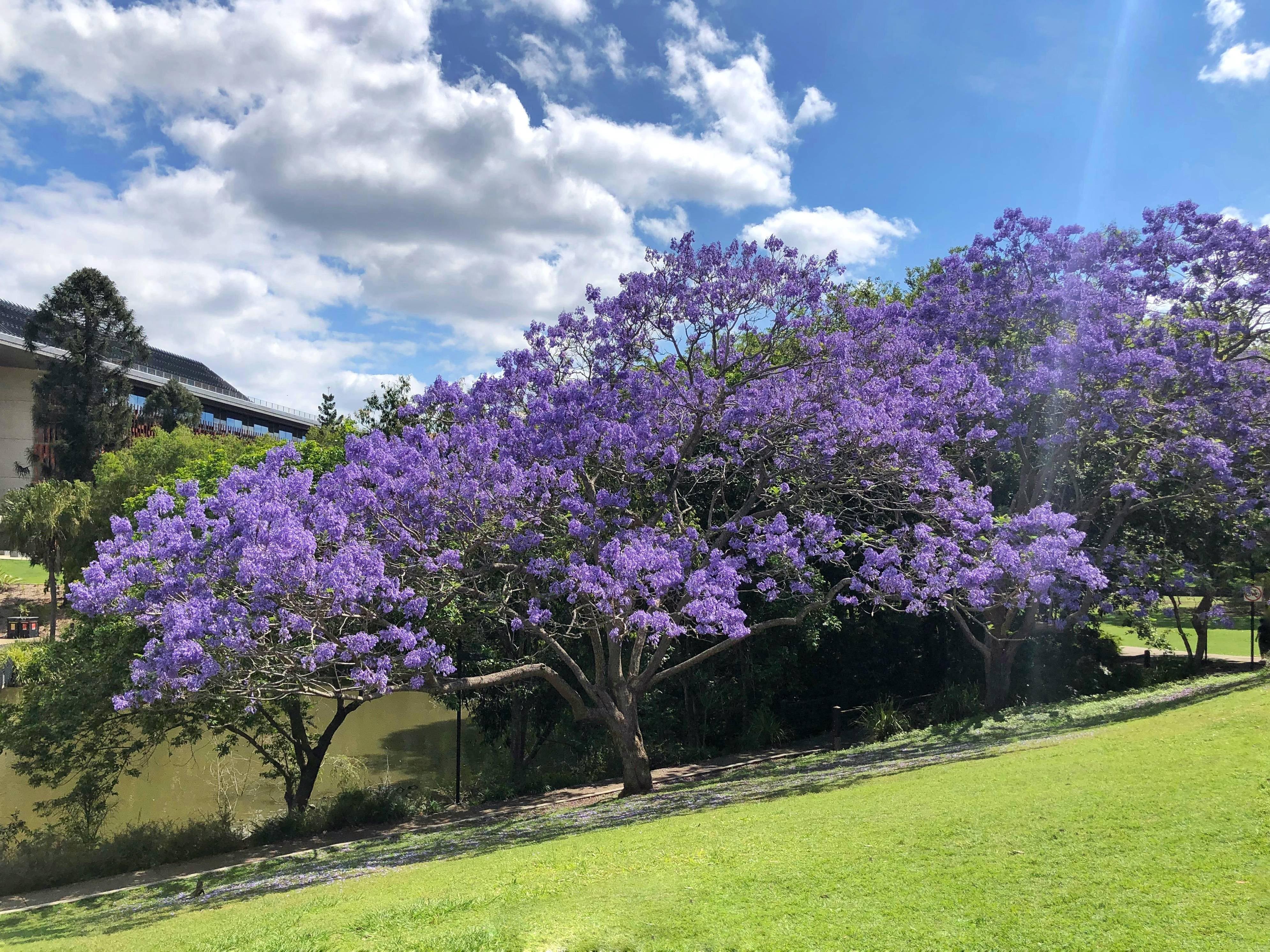 Green Paradise Jacaranda Mimosifolia Plant