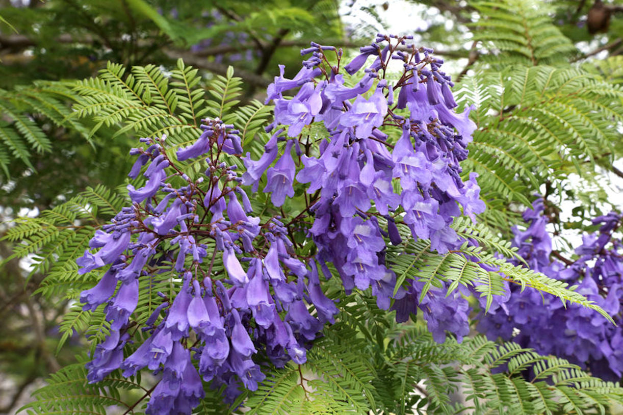 Green Paradise Jacaranda Mimosifolia Plant