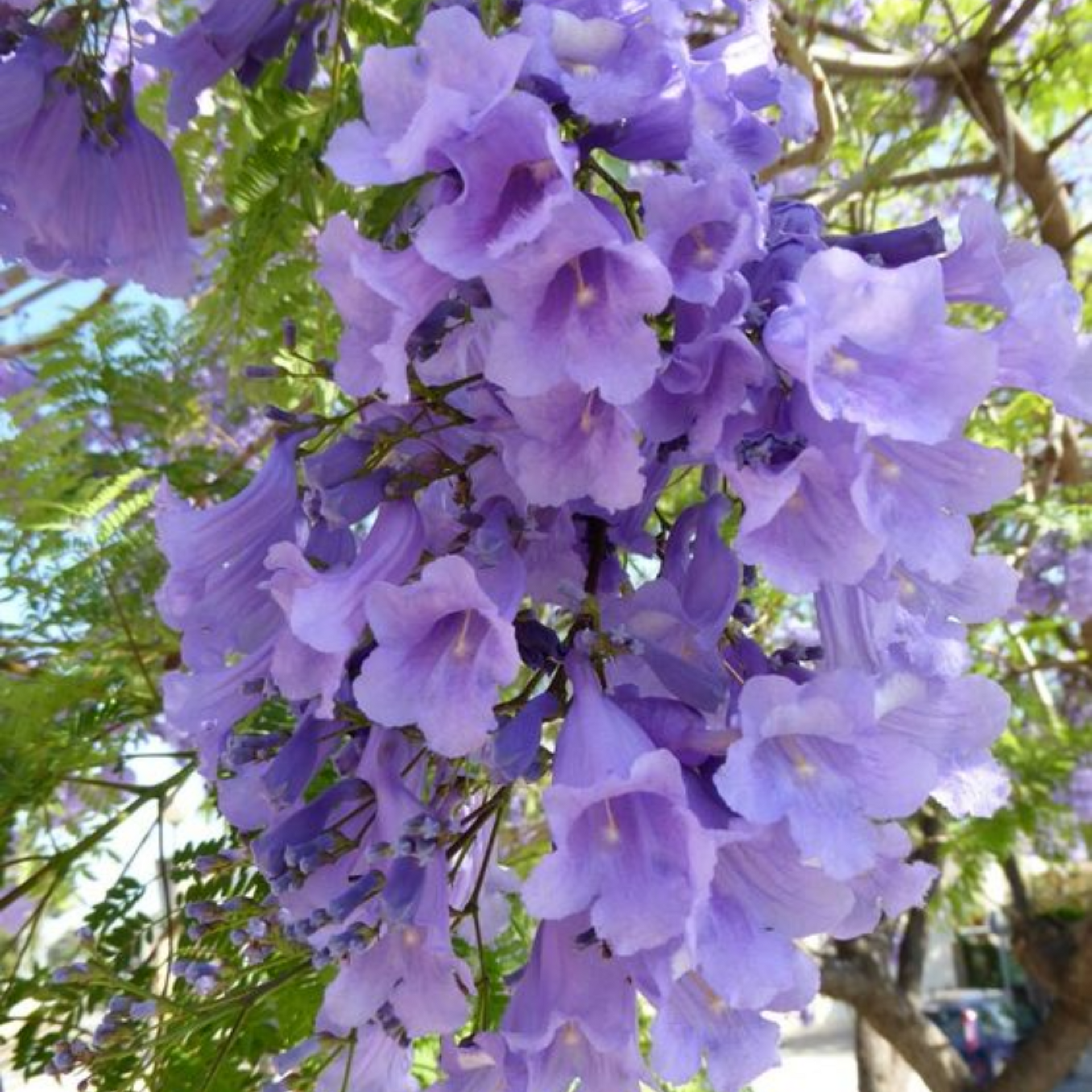Green Paradise Jacaranda Mimosifolia Plant