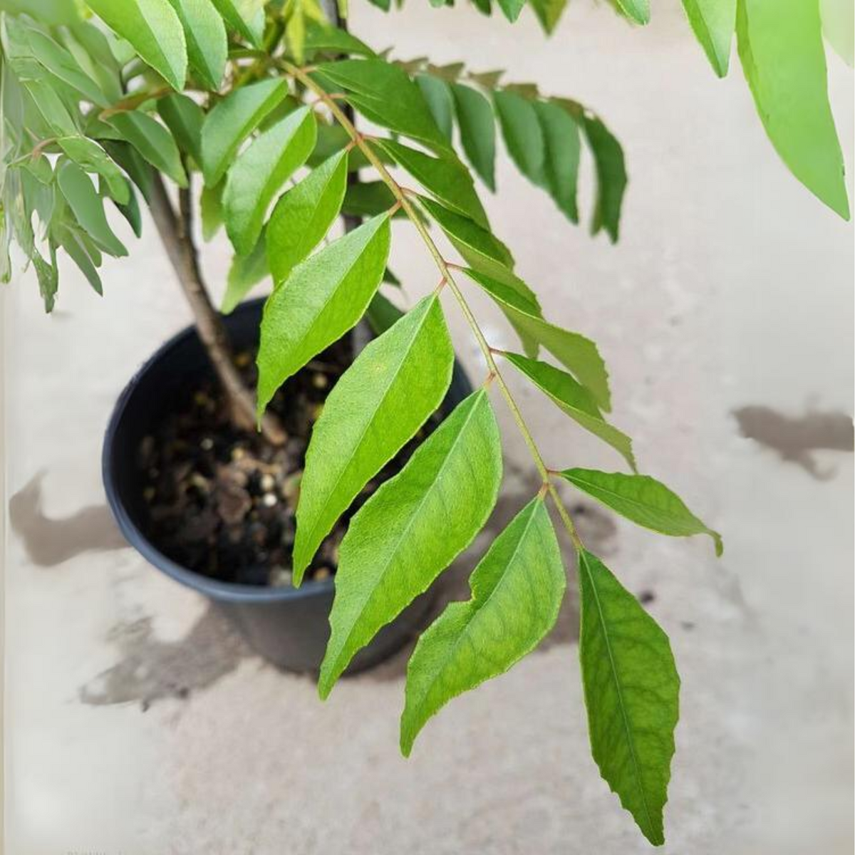 Kari Patta Live Plant – GreenParadiseLive