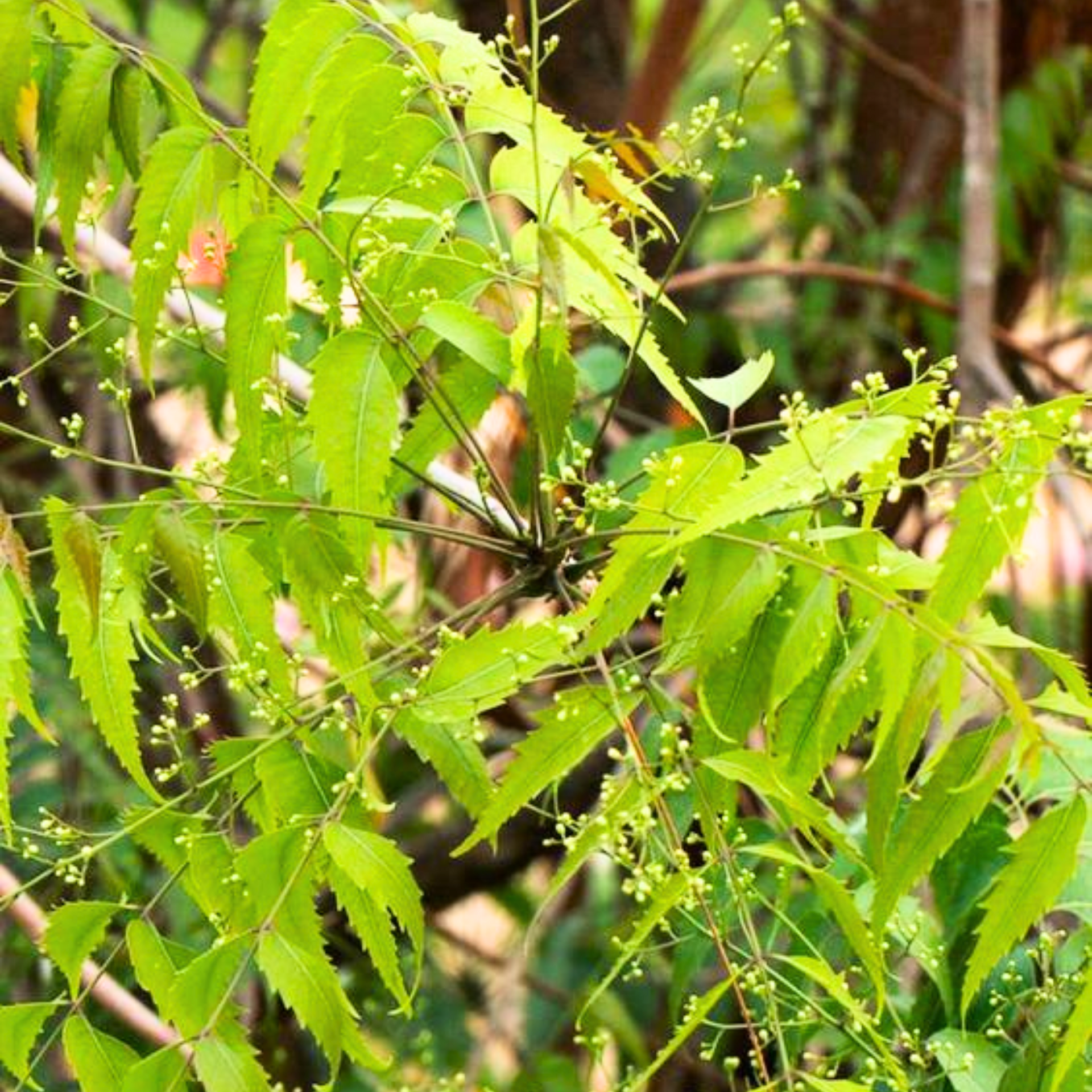 Neem Tree Live Plant