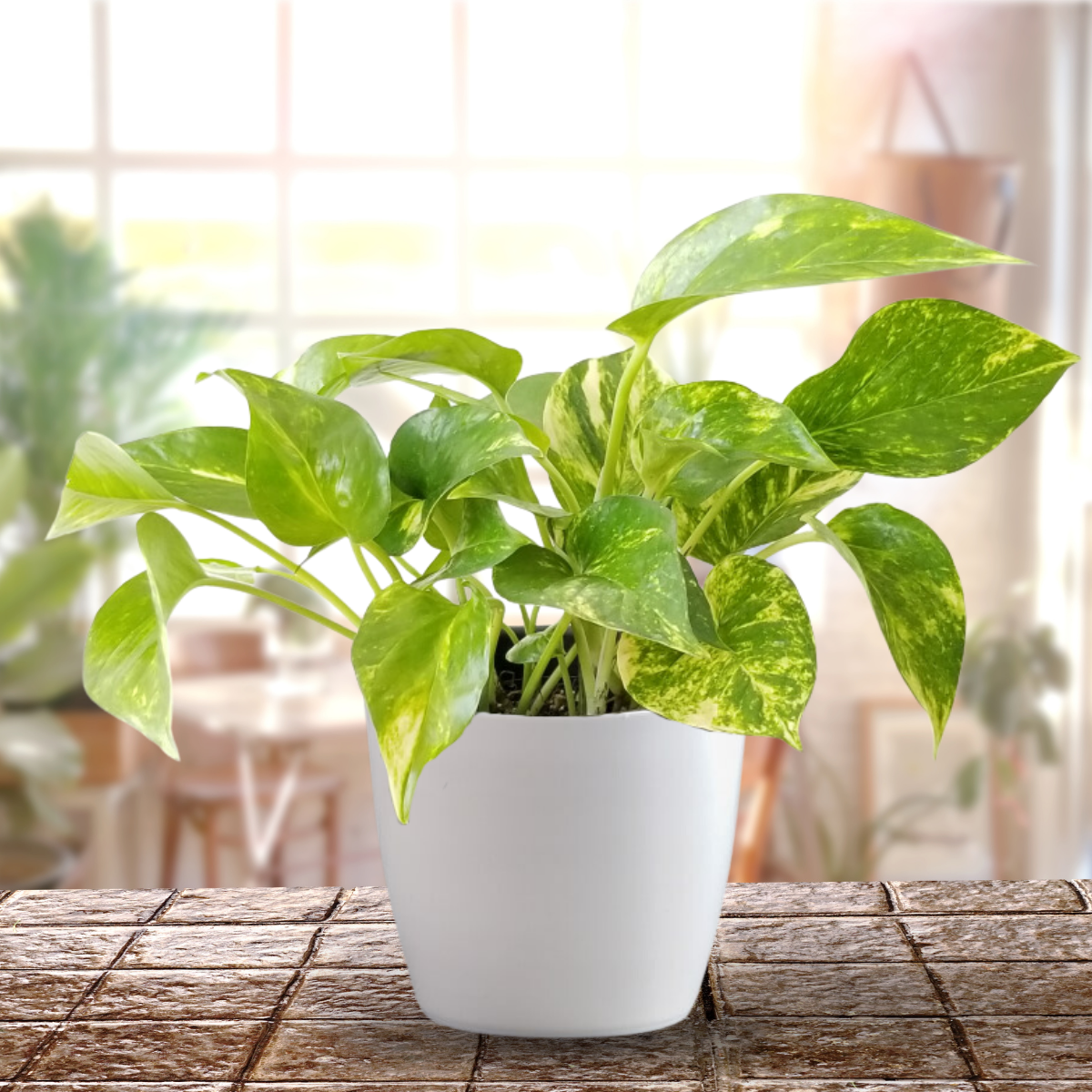 money plant living room Money Plant Live Plant with Pot – GreenParadiseLive