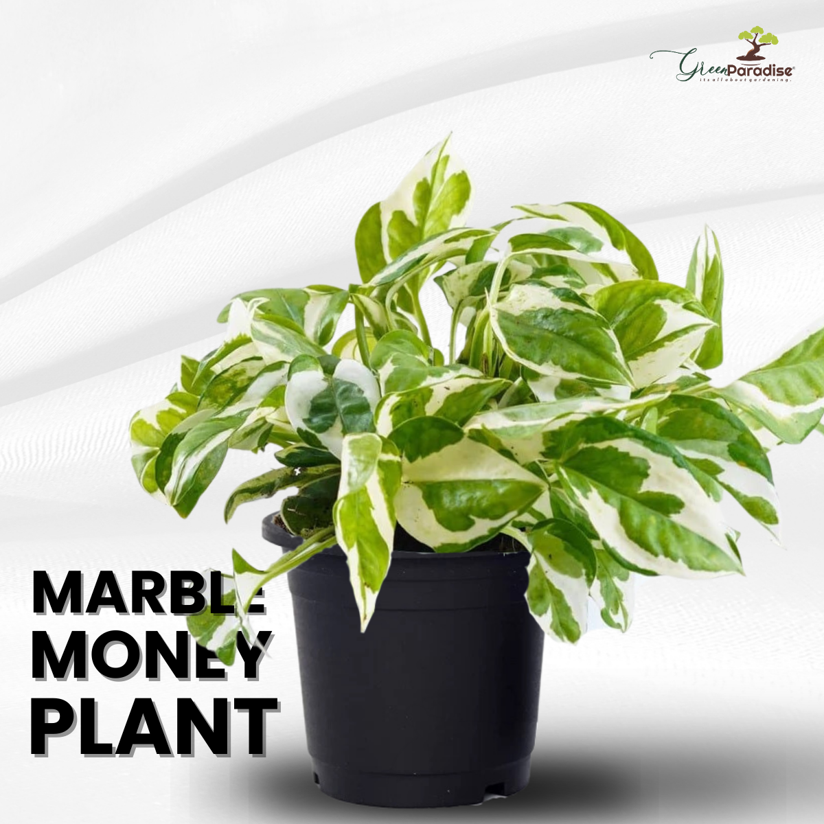white marble money plant Money Plant Marble Live Plant – GreenParadiseLive