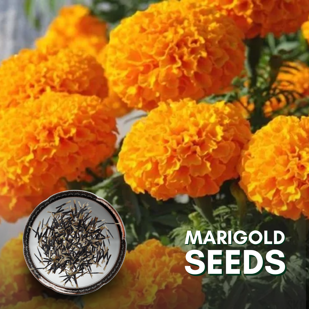 seeds of marigold plant Green Paradise® Marigold Flower Seeds Pack – GreenParadiseLive