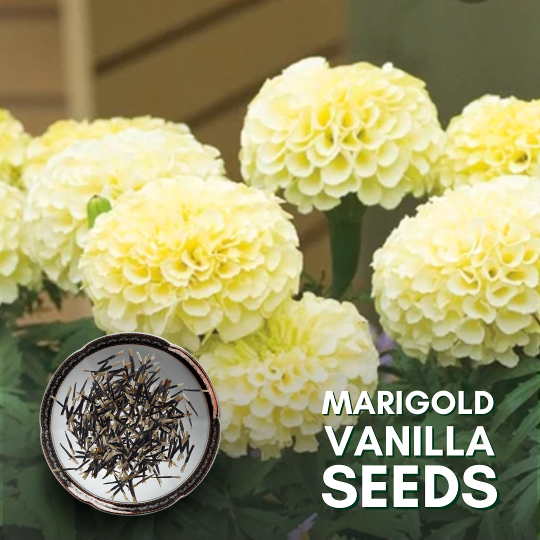 vanilla marigold seeds Green Paradise® Marigold Vanilla Hybrid Seeds Pack – GreenParadiseLive