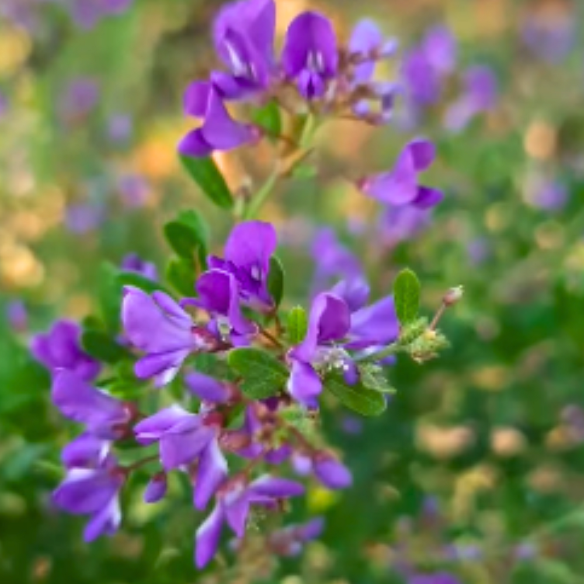 DESMODIUM MIni Blue Braya Sapling Plant