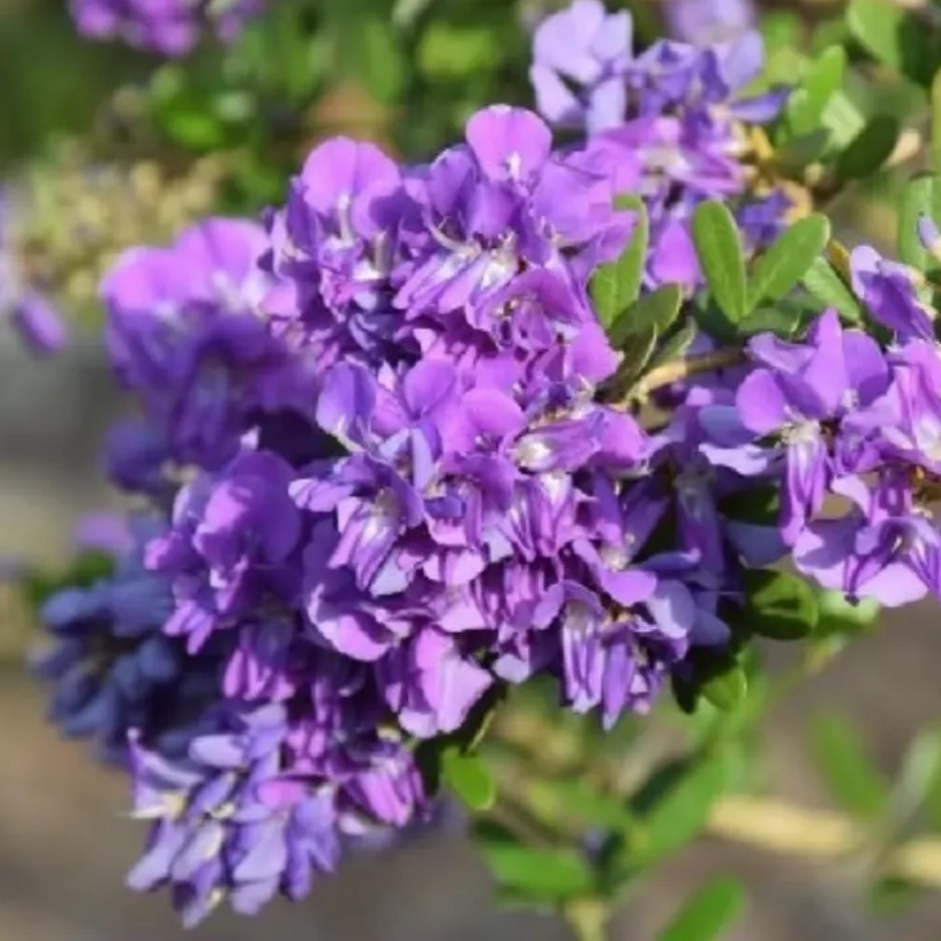 DESMODIUM MIni Blue Braya Sapling Plant