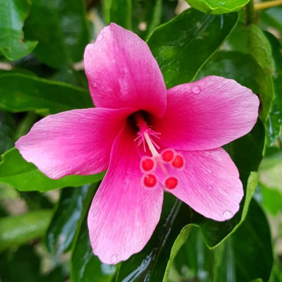 Green Paradise Mini Pink Hibiscus Plant