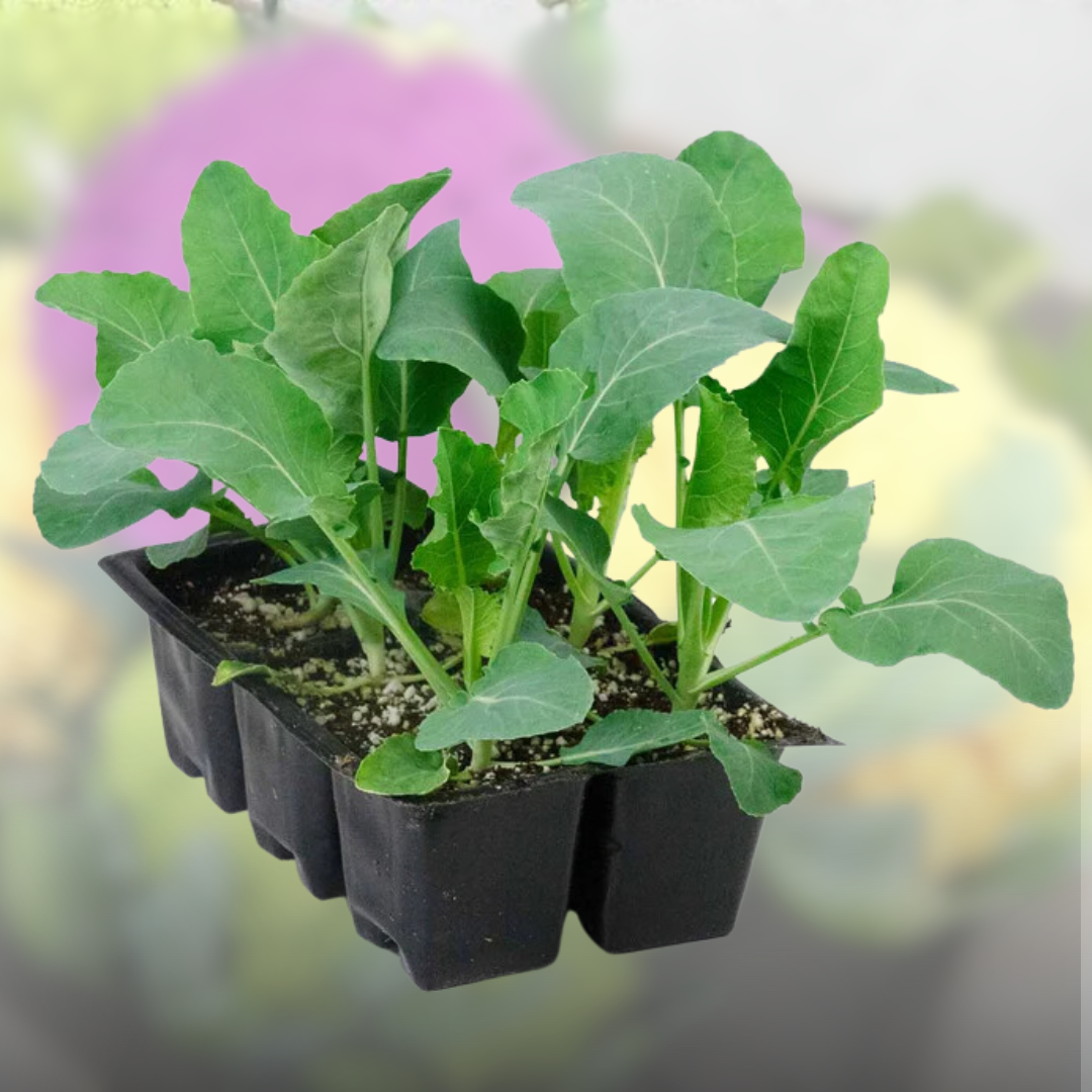 Green Paradise® F1 Hybrid Mix Cauliflower Seeds Pack