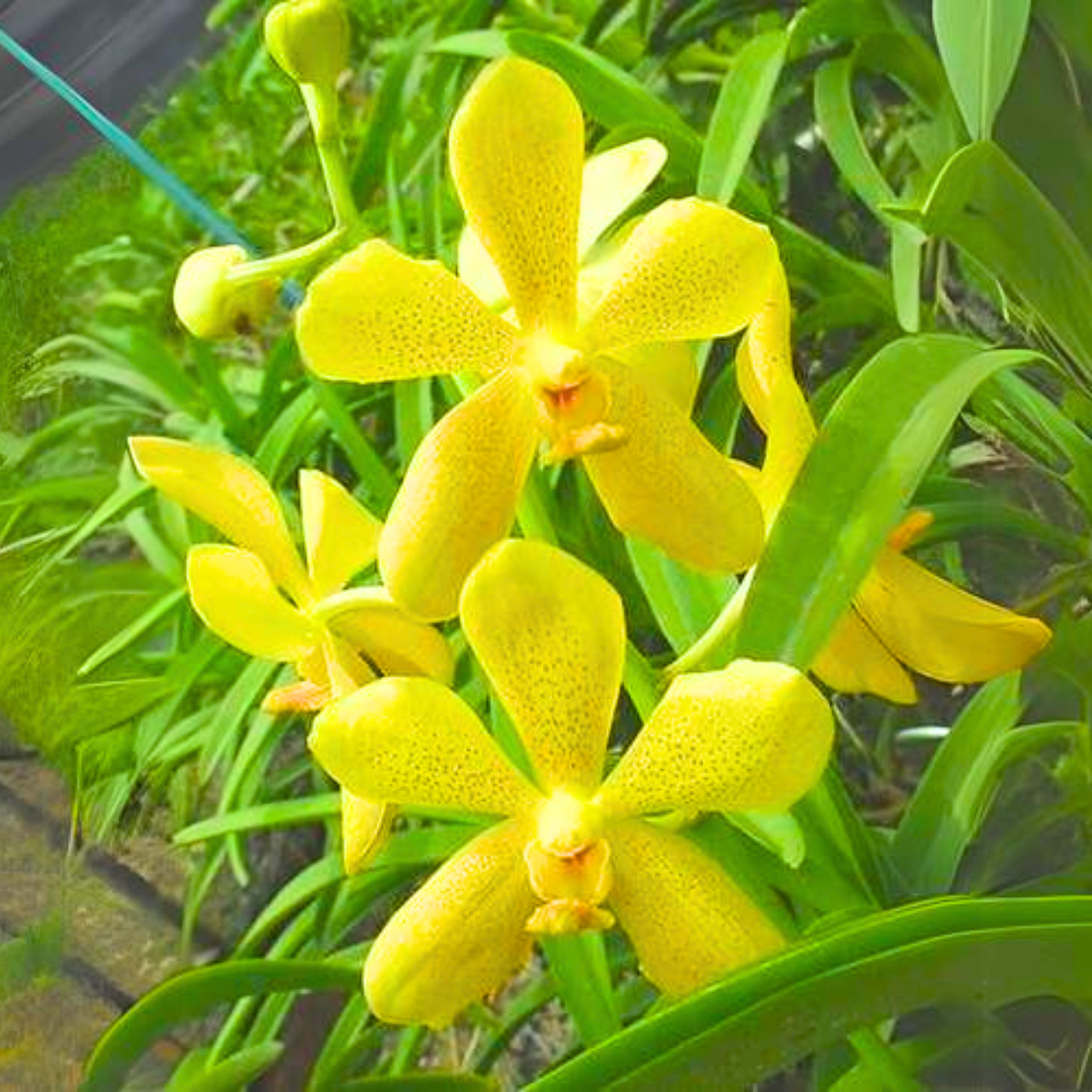 Mokara Orchid Live Plant (set of 3) without Pot