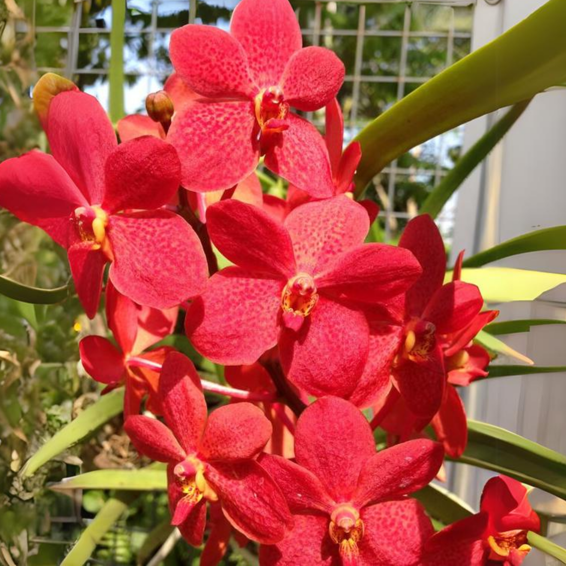Mokara Orchid Live Plant (set of 3) without Pot