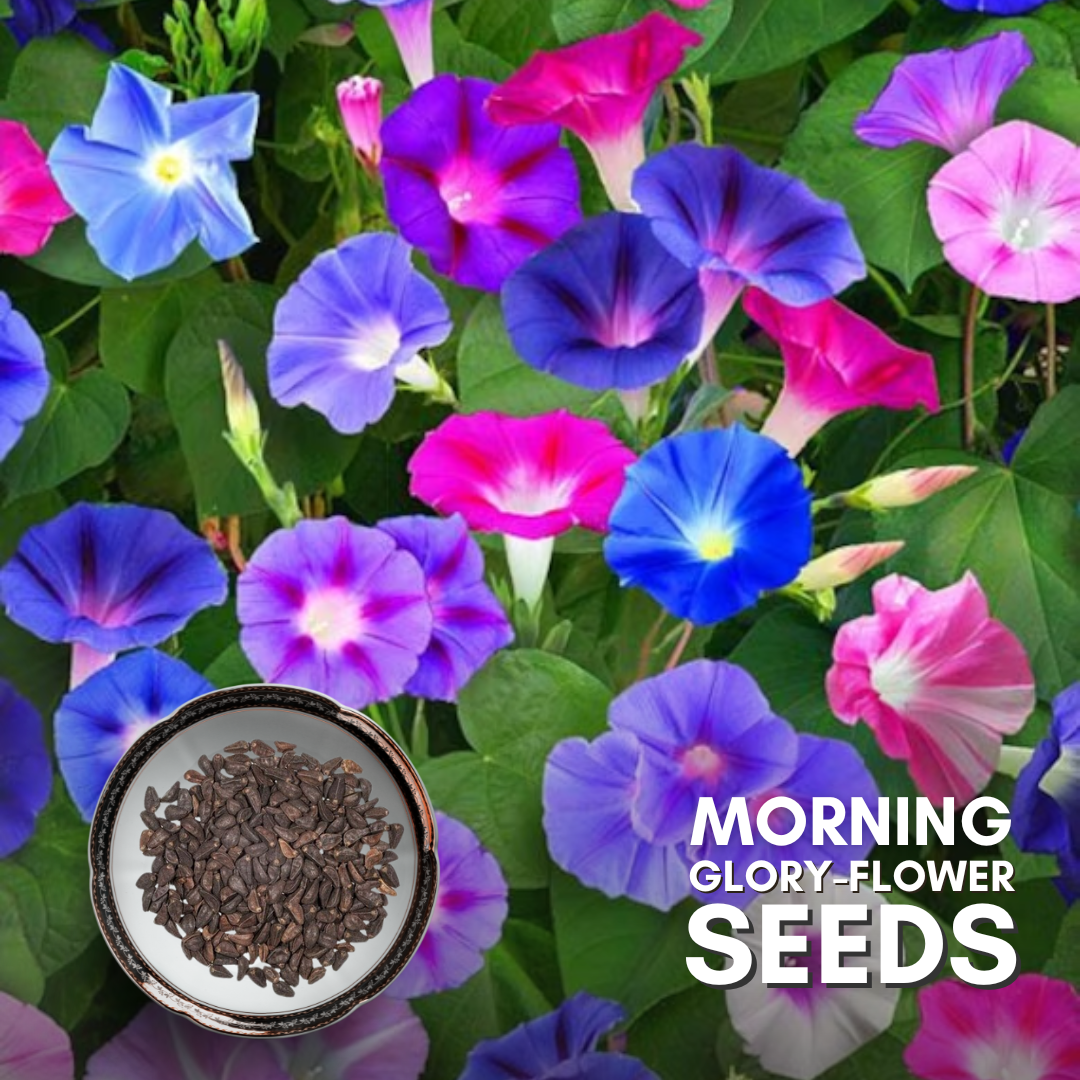 morning glory seeds preparation Green Paradise® Morning Glory (Improved) Seeds Pack – GreenParadiseLive