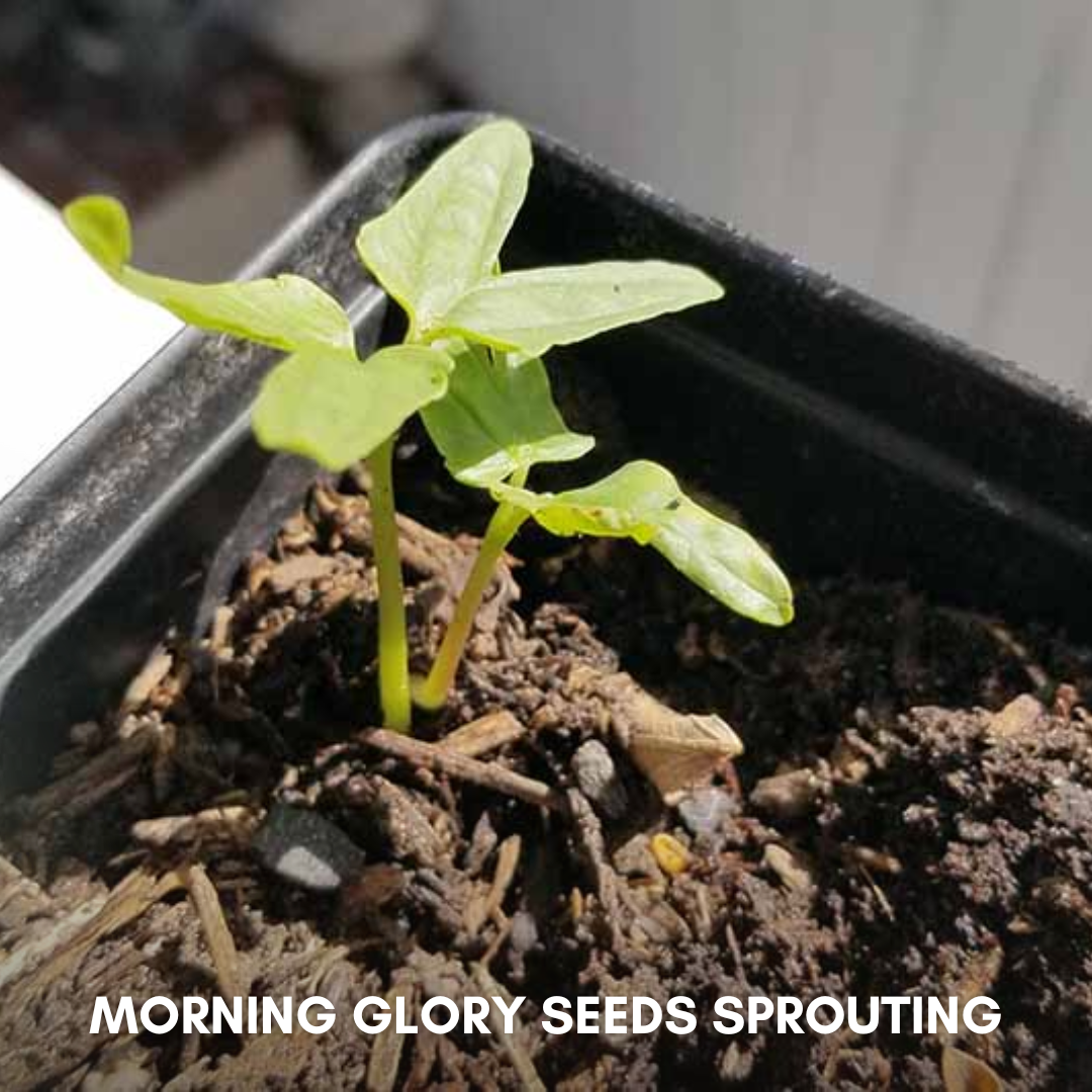 morning glory seeds preparation Green Paradise® Morning Glory (Improved) Seeds Pack – GreenParadiseLive