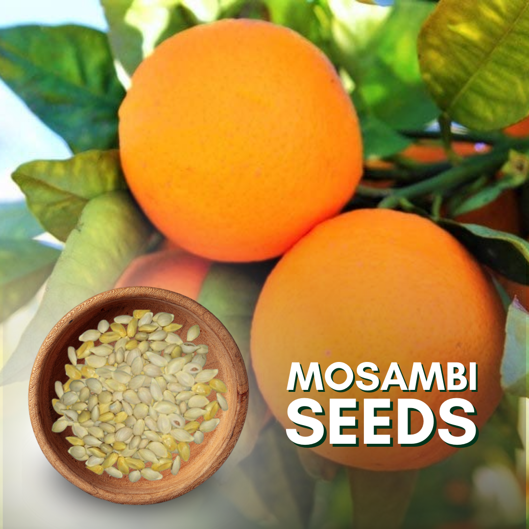 Green Paradise® Sweet Lemon (Mosambi) Seeds suitable for bonsai (pack of 10 seeds) with free media mannure for sowing seeds