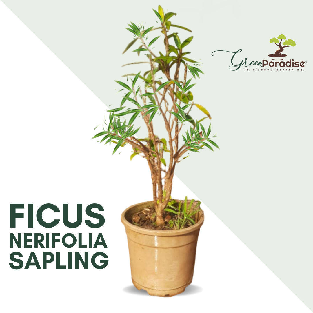 Ficus Nerifolia Willow leaf pre bonsai sapling plant with plastic pot