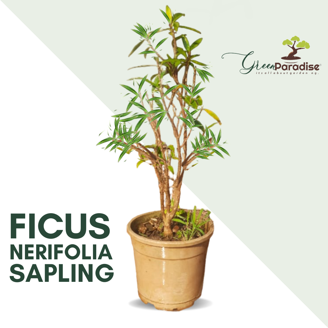 Green Paradise® Ficus Nerifolia (Willow Leaf) Pre-Bonsai Sapling – Liv –  GreenParadiseLive