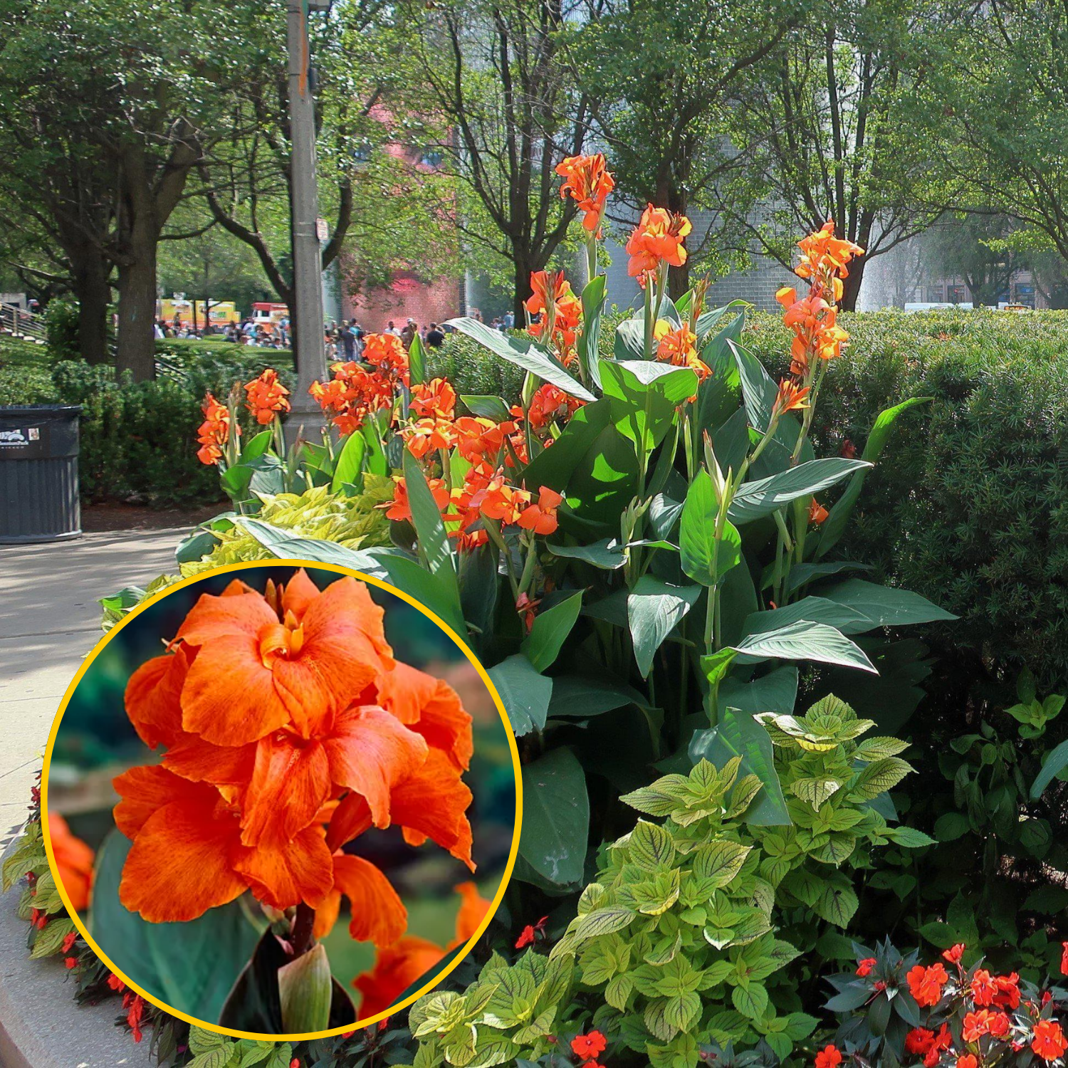 Green Paradise® Canna Lily Flowering Plant Bulbs (Pack Of 3)