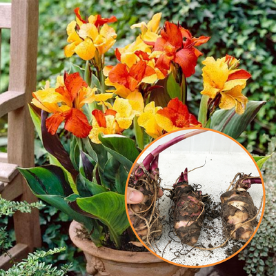 Green Paradise® Canna Lily Flowering Plant Bulbs (Pack Of 3)